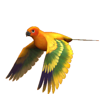 flying bird